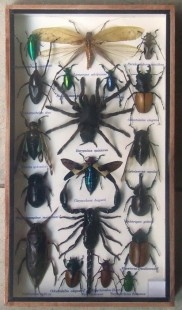 Insectos disecados en vitrina. 19 ejemplares diferentes e identificados.