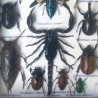 Insectos disecados en vitrina. 19 ejemplares diferentes e identificados.