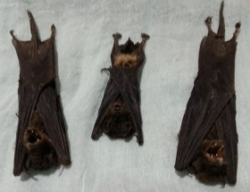 Murciélagos asiáticos. Varias especies no identificadas. 3 ejemplares.
