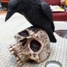 Cuervo negro gótico sobre calavera humana. Figura.