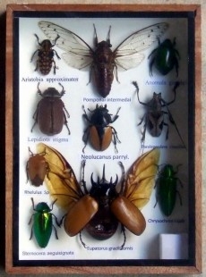 Insectos disecados en vitrina. 10 ejemplares diferentes e identificados.