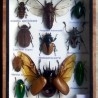 Insectos disecados en vitrina. 10 ejemplares diferentes e identificados.