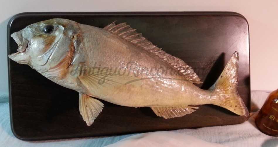 Dorada del Mediterráneo. Pez disecado de cuerpo entero. Bien conservado. Con marco de madera. Dorada del Mediterráneo. Pez disecado de cuerpo entero. Bien conservado. Con marco de madera.