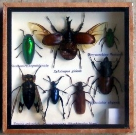 Insectos disecados en vitrina. 12 ejemplares diferentes e identificados.