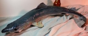 Tiburón azul de cuerpo entero disecado. Bien conservado.