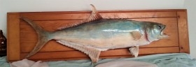 Palometón