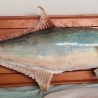 Palometón