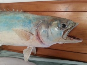  palometa disecada. 77 cm largo. De cuerpo entero. Enorme pez del Mediterráneo. Enmarcada.