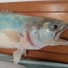  palometa disecada. 77 cm largo. De cuerpo entero. Enorme pez del Mediterráneo. Enmarcada.