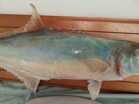  palometa disecada. 77 cm largo. De cuerpo entero. Enorme pez del Mediterráneo. Enmarcada.