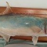  palometa disecada. 77 cm largo. De cuerpo entero. Enorme pez del Mediterráneo. Enmarcada.