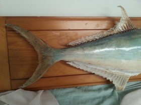 Palometón