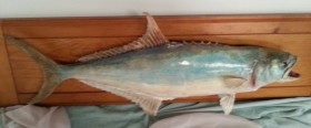  palometa disecada. 77 cm largo. De cuerpo entero. Enorme pez del Mediterráneo. Enmarcada.