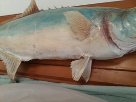  palometa disecada. 77 cm largo. De cuerpo entero. Enorme pez del Mediterráneo. Enmarcada.