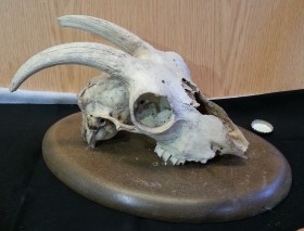 Cráneo de cabra con su cornamenta. Años 80