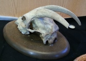 Cráneo de cabra con su cornamenta. Años 80