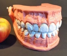 Modelo anatómico de conjunto de dientes. USO DIDÁCTICO.