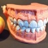 Modelo anatómico de conjunto de dientes. USO DIDÁCTICO.