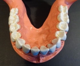 Modelo anatómico de conjunto de dientes. USO DIDÁCTICO.