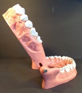 Modelo anatómico de conjunto de dientes. USO DIDÁCTICO.