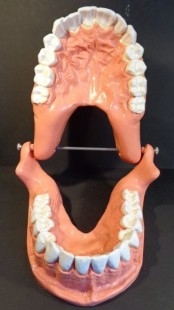 Modelo anatómico de conjunto de dientes. USO DIDÁCTICO.