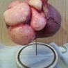 Cráneo de feto unido de siameses. Réplica. Cráneo infantil.