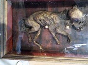 Gato momificado. Original de los años 60. En su vitrina.