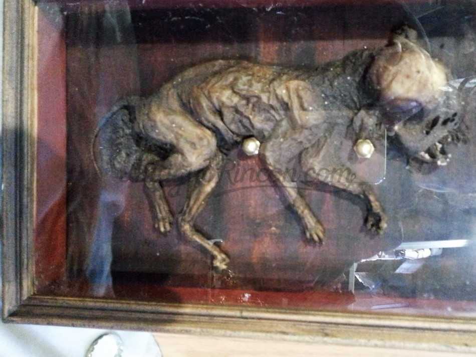 Gato momificado. Original de los años 60. En su vitrina.