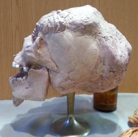 Cráneo de hombre elefante. Réplica. Tamaño natural. Muy detallado. Artista belga.