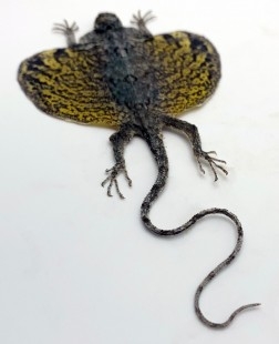 Lagarto de Indonesia. Draco volador amarillo disecado.