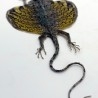 Lagarto de Indonesia. Draco volador amarillo disecado.