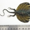 Lagarto de Indonesia. Draco volador amarillo disecado.