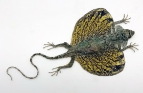 Lagarto de Indonesia. Draco volador amarillo disecado.