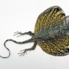 Lagarto de Indonesia. Draco volador amarillo disecado.