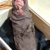 Vampiro recién nacido con estaca clavada. Obra original.