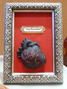 Corazón humano de bebé. Réplica. En marco. Artesanía realista.