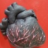 Corazón humano de bebé. Réplica. En marco. Artesanía realista.