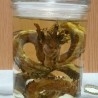 Dragón bebé chino. Preciosa réplica de dragón en tarro de vidrio con agua.