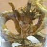 Dragón bebé chino. Preciosa réplica de dragón en tarro de vidrio con agua.