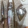 Fósil de Orthoceras pulidas. Placa impresionante de 5 kg.
