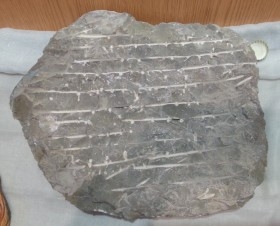Fósil de Orthoceras pulidas. Placa impresionante de 5 kg.