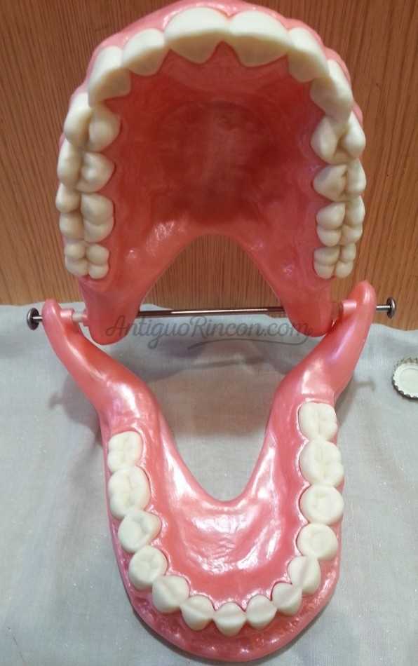 Dentadura. Modelo anatómico de conjunto de dientes. USO DIDÁCTICO.