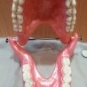 Dentadura. Modelo anatómico de conjunto de dientes. USO DIDÁCTICO.