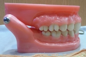 Dentadura. Modelo anatómico de conjunto de dientes. USO DIDÁCTICO.