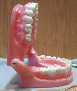 Dentadura. Modelo anatómico de conjunto de dientes. USO DIDÁCTICO.