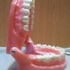 Dentadura. Modelo anatómico de conjunto de dientes. USO DIDÁCTICO.