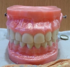 Dentadura. Modelo anatómico de conjunto de dientes. USO DIDÁCTICO.