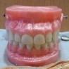 Dentadura. Modelo anatómico de conjunto de dientes. USO DIDÁCTICO.