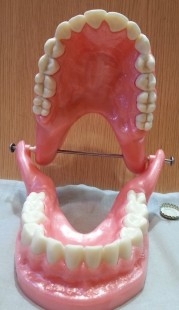 Dentadura. Modelo anatómico de conjunto de dientes. USO DIDÁCTICO.