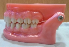 Dentadura. Modelo anatómico de conjunto de dientes. USO DIDÁCTICO.